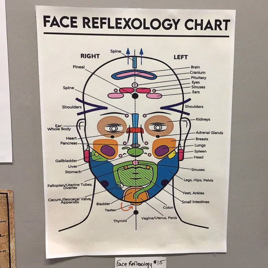 Facial Muscles Anatomy/Face Reflexology Poster (11,81"x15,75") - Unframed