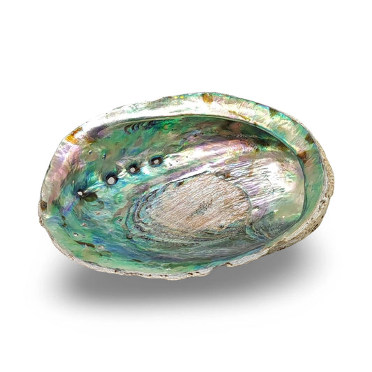 Smudging -Abalone Shell: 5"