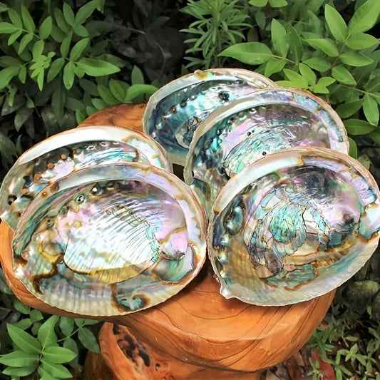 Medium Abalone Smudge Bowls